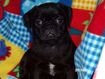 $$$ Free Pugs $$$ – Older Pugs Available To Responsible Qualifying Homes