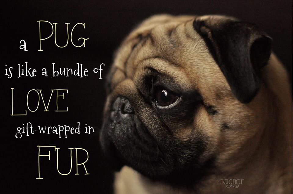 ~ ADOPTION FEES ~ A Categorized Posting Of Adoption Package & Options Fees For All Aged Pugs, When Available; Pups, Adolescents, Adults, & Private WTL Rescues